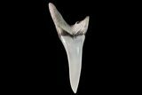Fossil Shortfin Mako Shark Tooth - Georgia #75268-1